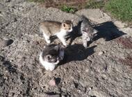 Grajewo ogłoszenia: Witam mam do oddania 4 małe kotki. Kociaki są z końca sierpnia i... - zdjęcie