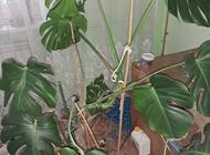 Grajewo ogłoszenia: Sprzedam 2 duże monstery cena za dwa 150 zł - zdjęcie