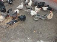 Grajewo ogłoszenia: Sprzedam koguty australorp,amrock, czubatki trójbarwne, kaczki... - zdjęcie