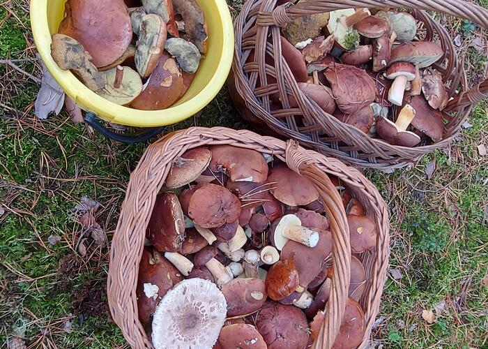 Grajewo ogłoszenia: Witam sprzdam dwa duze kosze podgezybkow I wiadro 5l cena za...