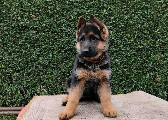 Grajewo ogłoszenia: Witam. Mam do zaoferowania szczenięta owczarki niemieckie...